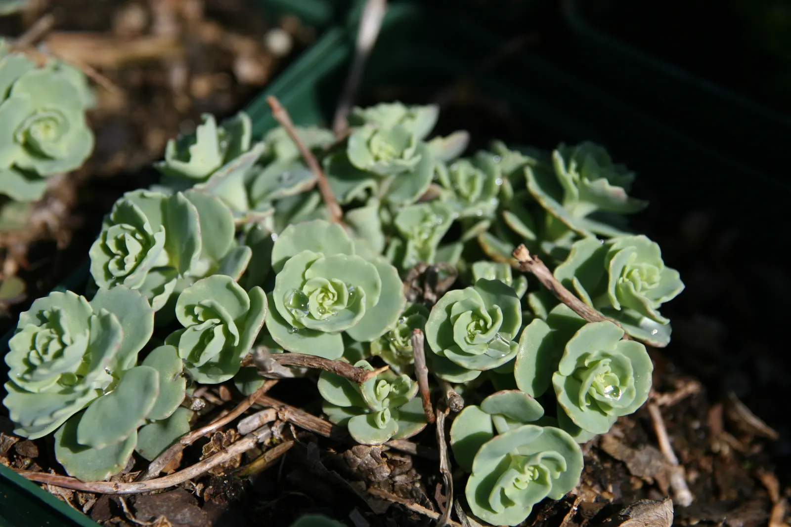October Daphne (Sedum Sieboldii) — the October Daphne is a superb selection for rock gardens