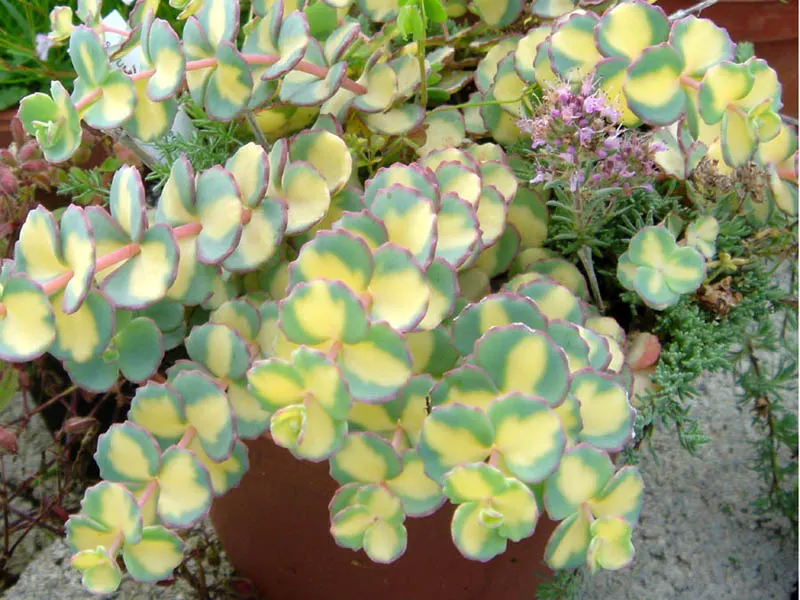 October Daphne (Sedum Sieboldii) — is a captivating succulent