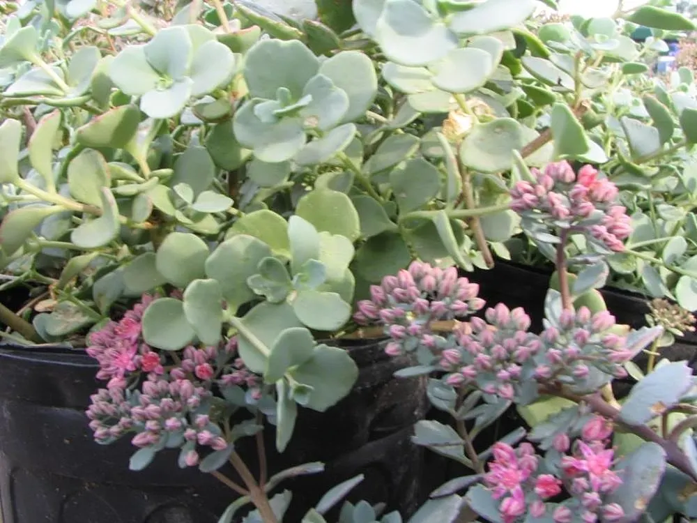 October Daphne (Sedum Sieboldii) — it should be planted in well-drained soil