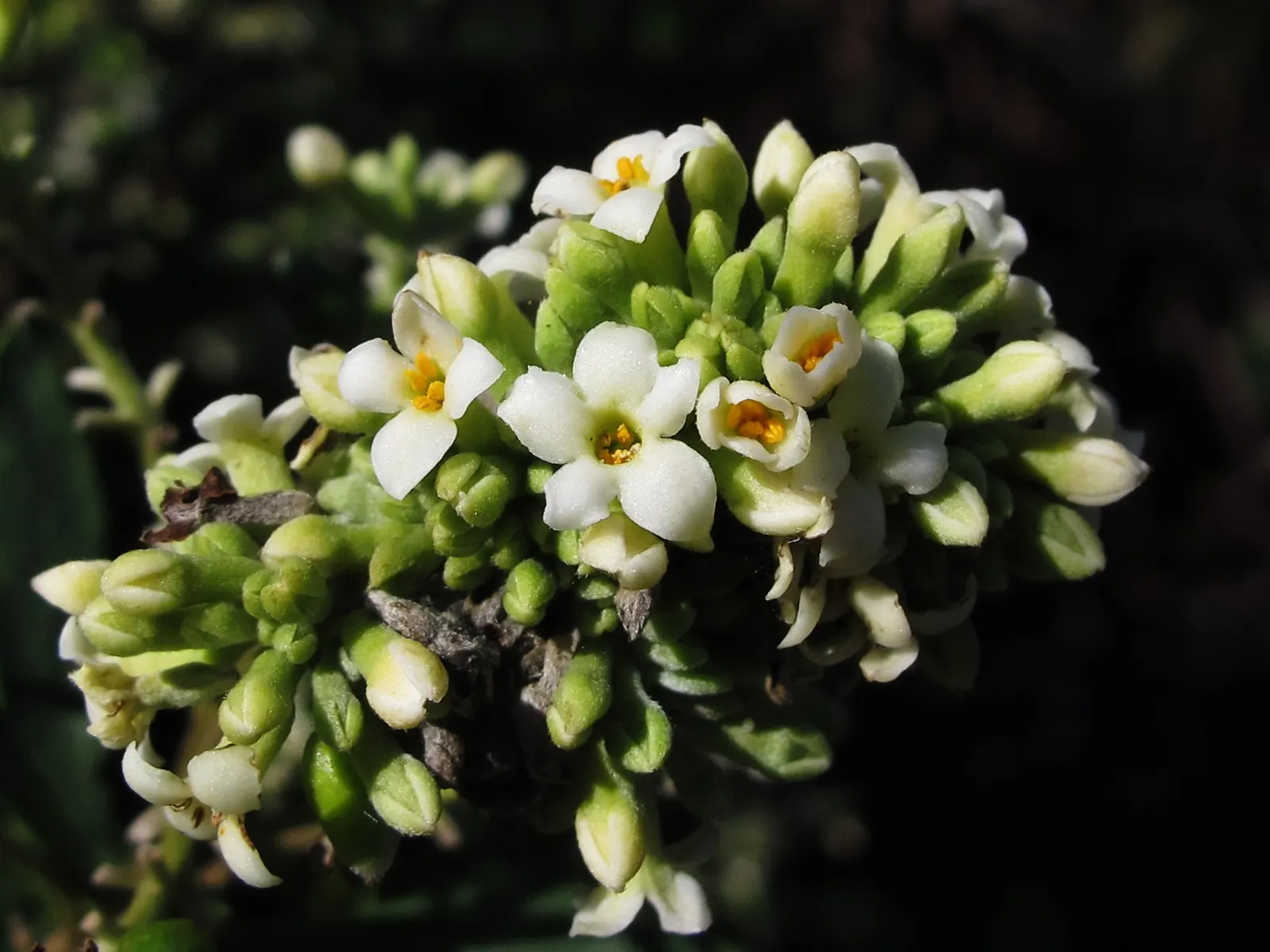 October Daphne (Sedum Sieboldii) — perfect for adding a touch of autumnal vibrancy to any landscape design