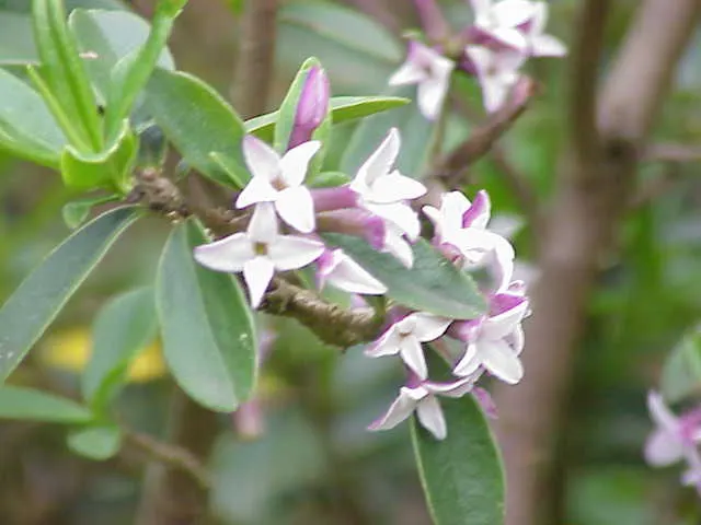 October Daphne (Sedum Sieboldii) — is a captivating succulent; offering year-round interest with minimal maintenance