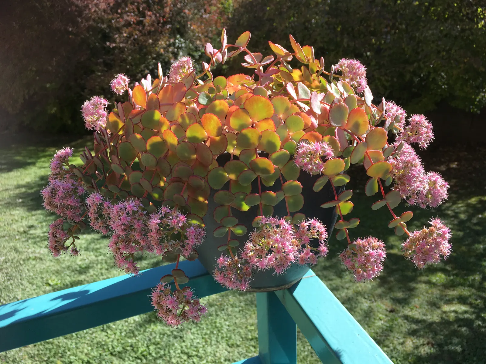 October Daphne (Sedum Sieboldii) — This plant is characterized by its circular