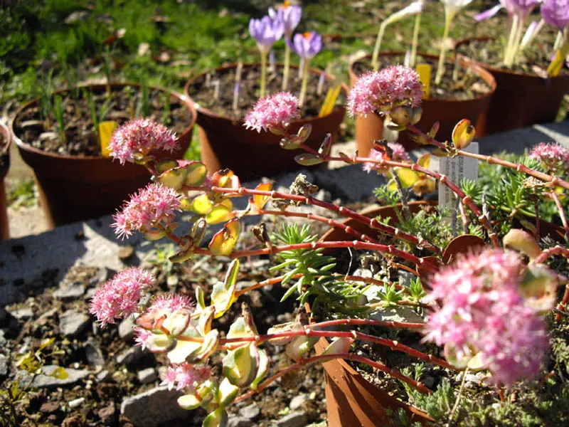 October Daphne (Sedum Sieboldii) — October Daphnes blossom in late summer to fall and attract butterflies