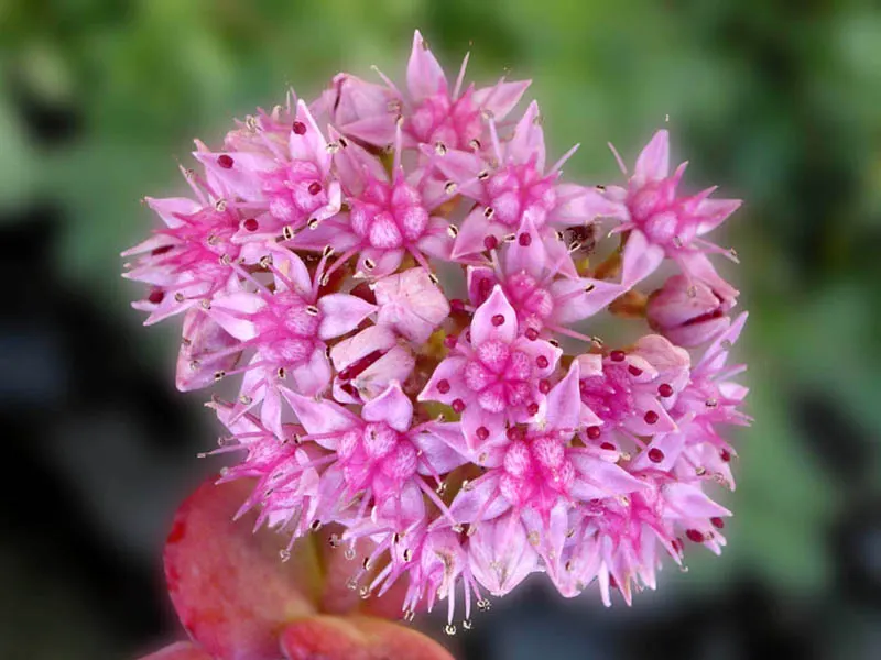 October Daphne (Sedum Sieboldii) — perfect for adding a touch of autumnal vibrancy to any landscape design; which can extend up to 12 inches in length