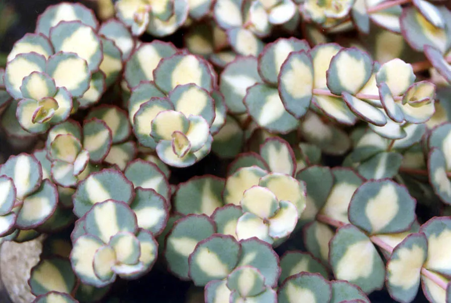 October Daphne (Sedum Sieboldii) — offering both structure and charm to the garden palette