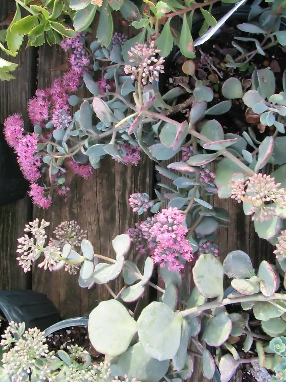 October Daphne (Sedum Sieboldii) — It boasts a drought-tolerant nature, ideal for rock gardens; pink flowers in the garden
