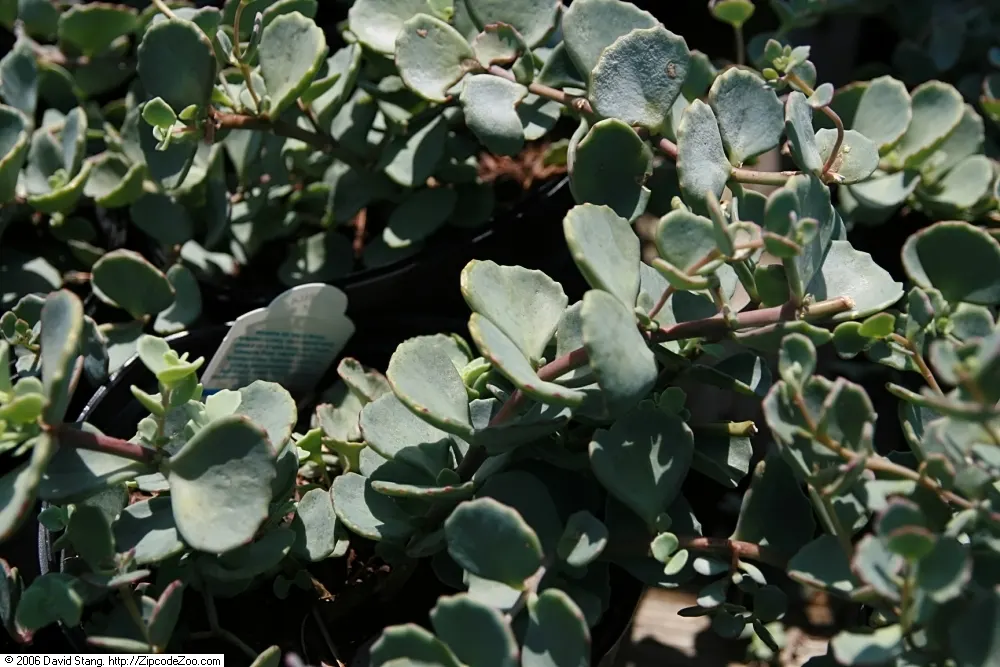October Daphne (Sedum Sieboldii) — scientifically known as Sedum sieboldii; ground cover / succulent with pink blooms