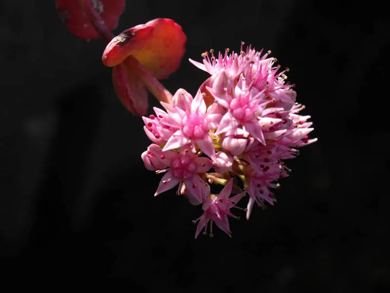 October Daphne (Sedum Sieboldii) — ground cover / succulent for full or half