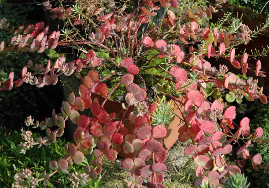 October Daphne (Sedum Sieboldii) — This perennial thrives in USDA hardiness zones 3 through 9, preferring full sun to partial shade