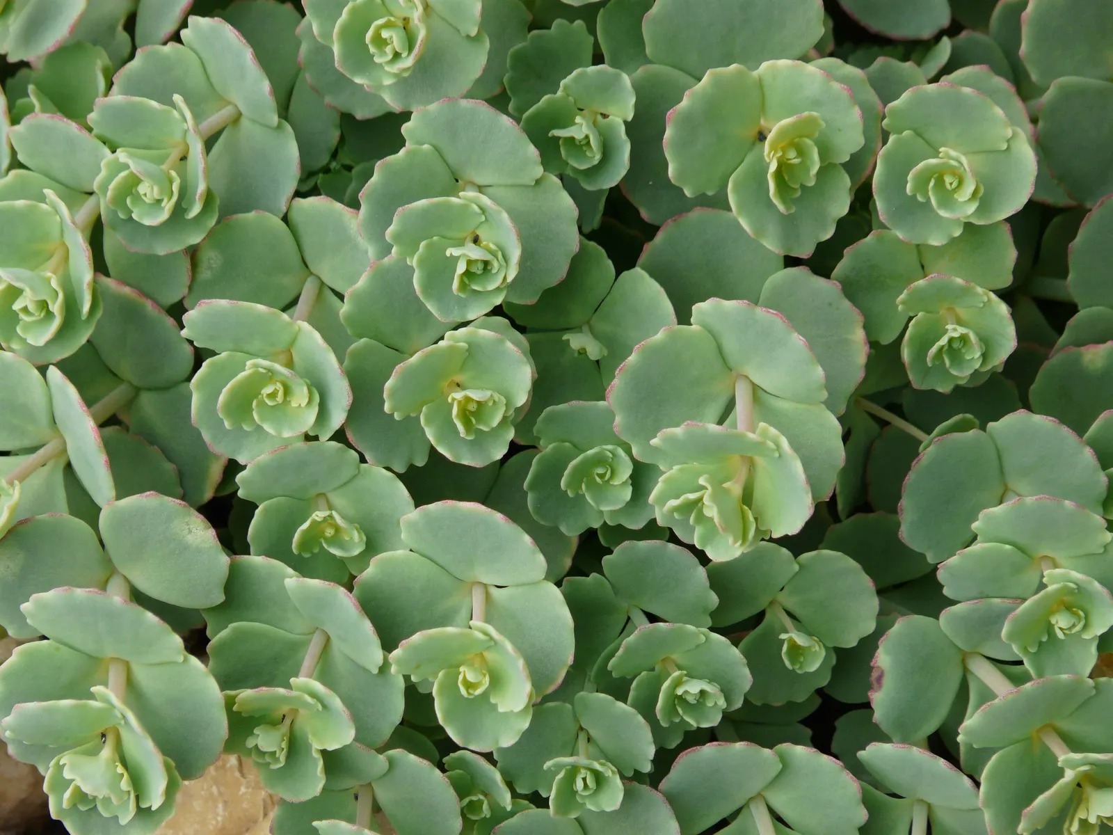 October Daphne (Sedum Sieboldii) — adding not only beauty but also biodiversity to your garden.<br><br>In landscaping