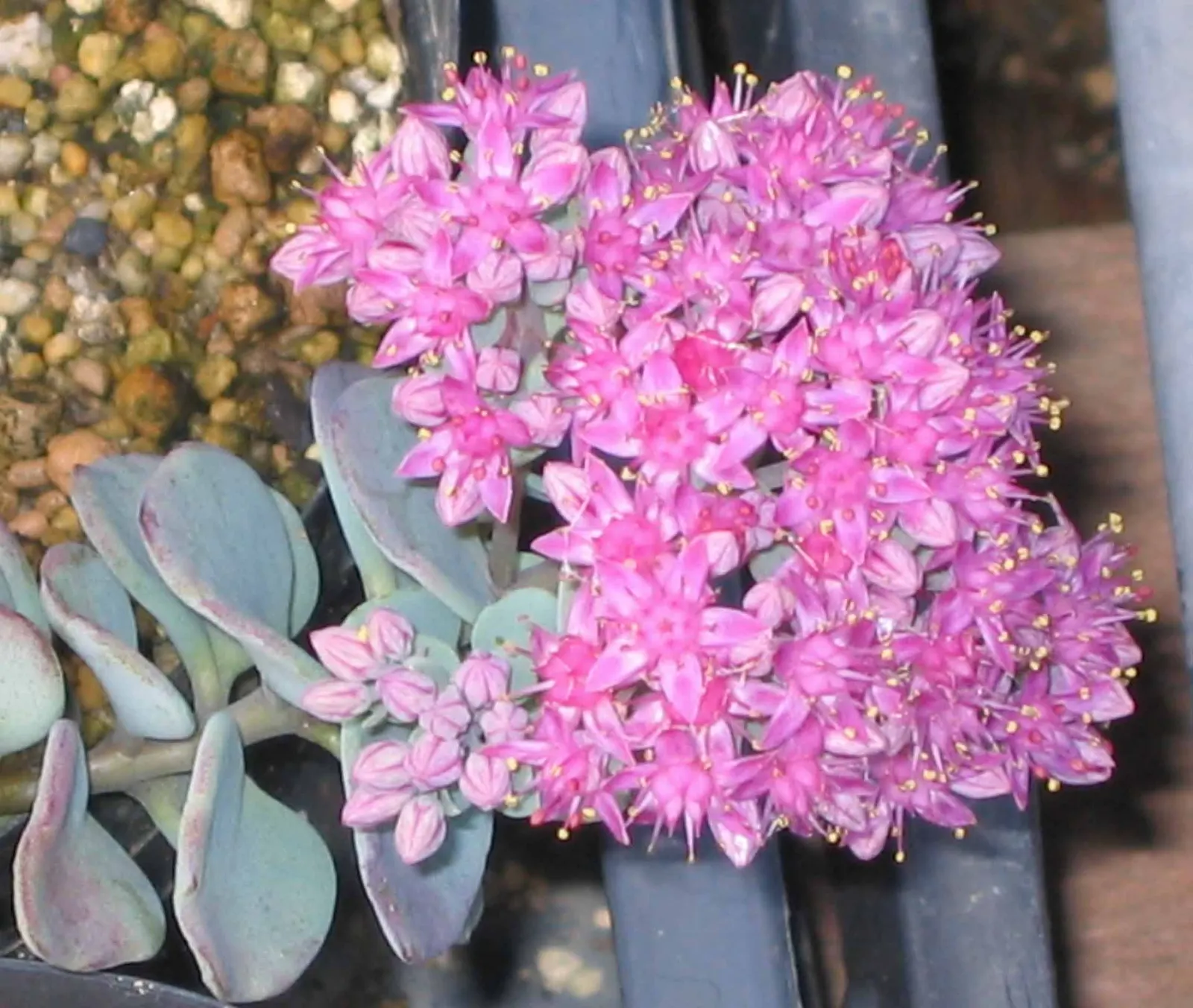 October Daphne (Sedum Sieboldii) — ground cover / succulent with pink blooms