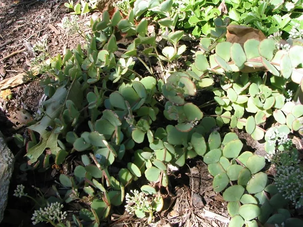 October Daphne (Sedum Sieboldii) — clients will appreciate its ability to spread without becoming invasive