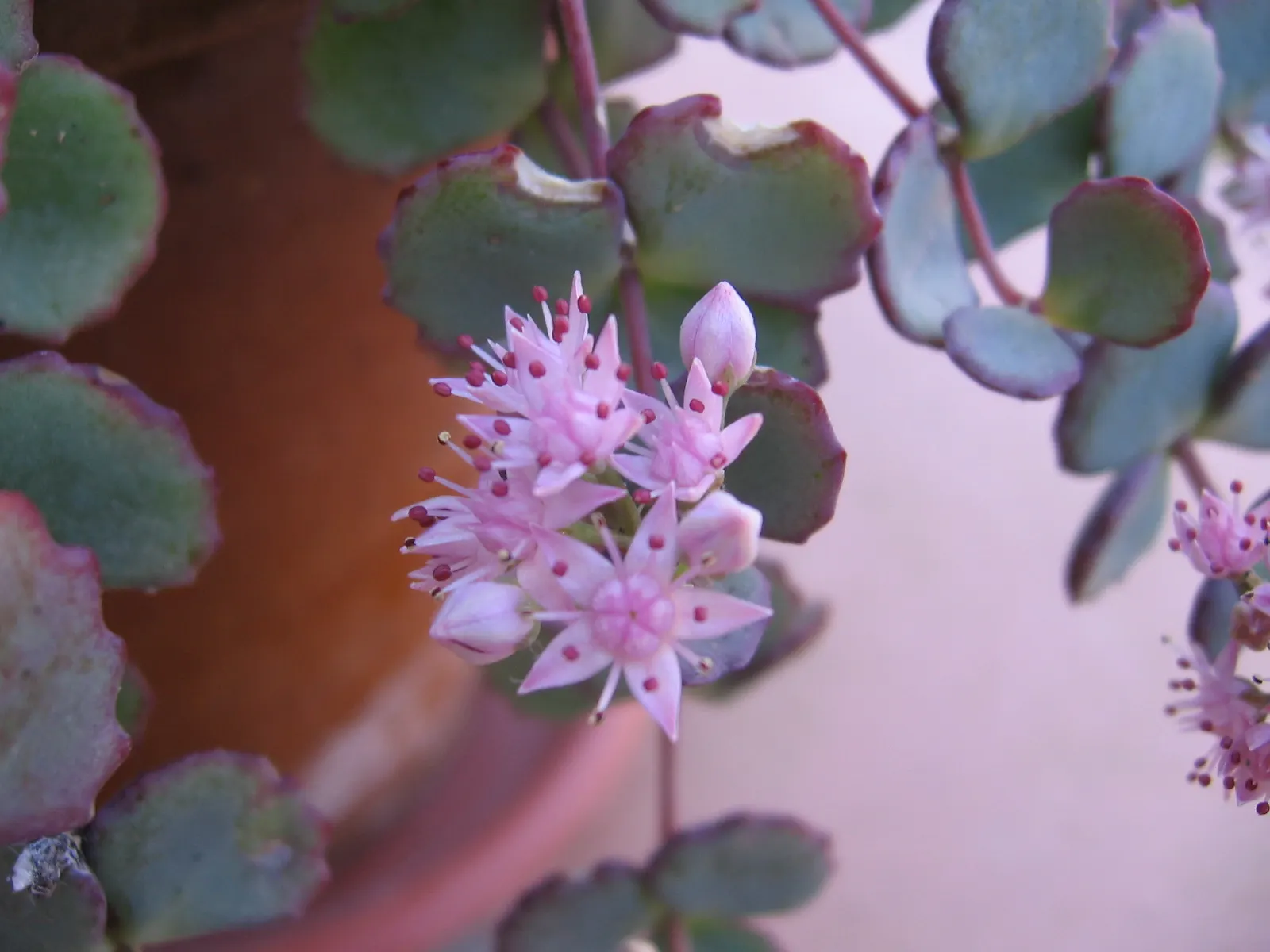October Daphne (Sedum Sieboldii) — but it is also low maintenance and drought-tolerant