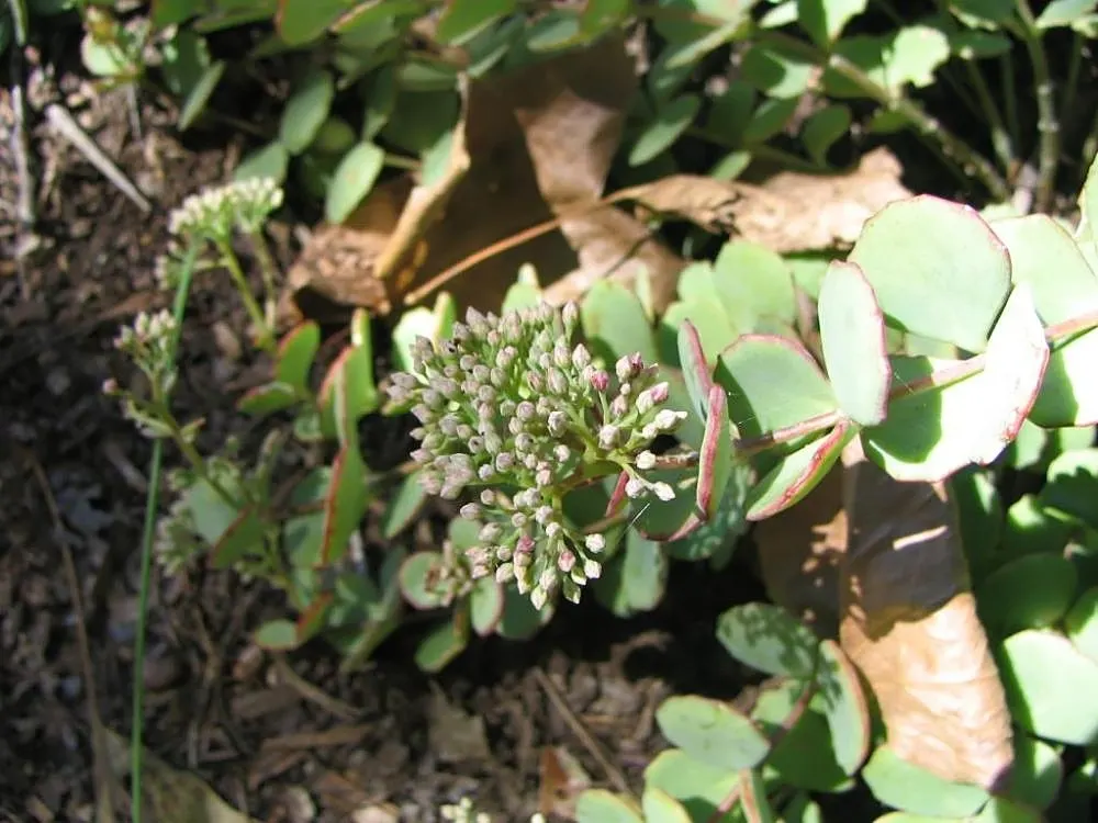 October Daphne (Sedum Sieboldii) — which can extend up to 12 inches in length
