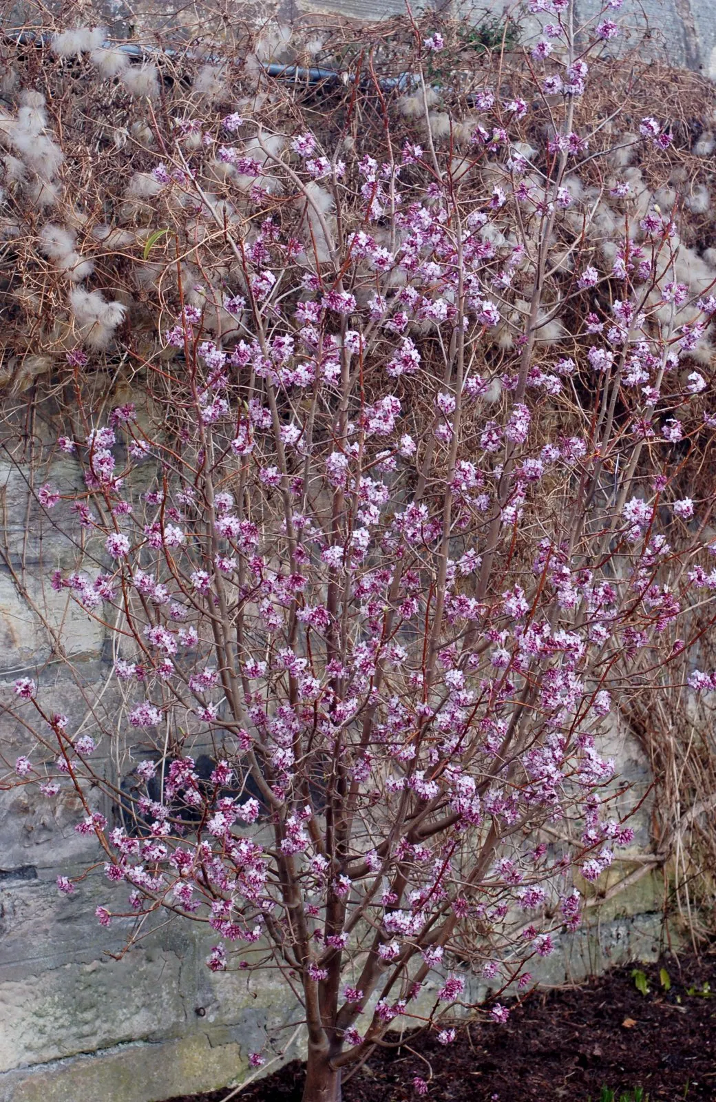 October Daphne (Sedum Sieboldii) — It boasts a drought-tolerant nature, ideal for rock gardens