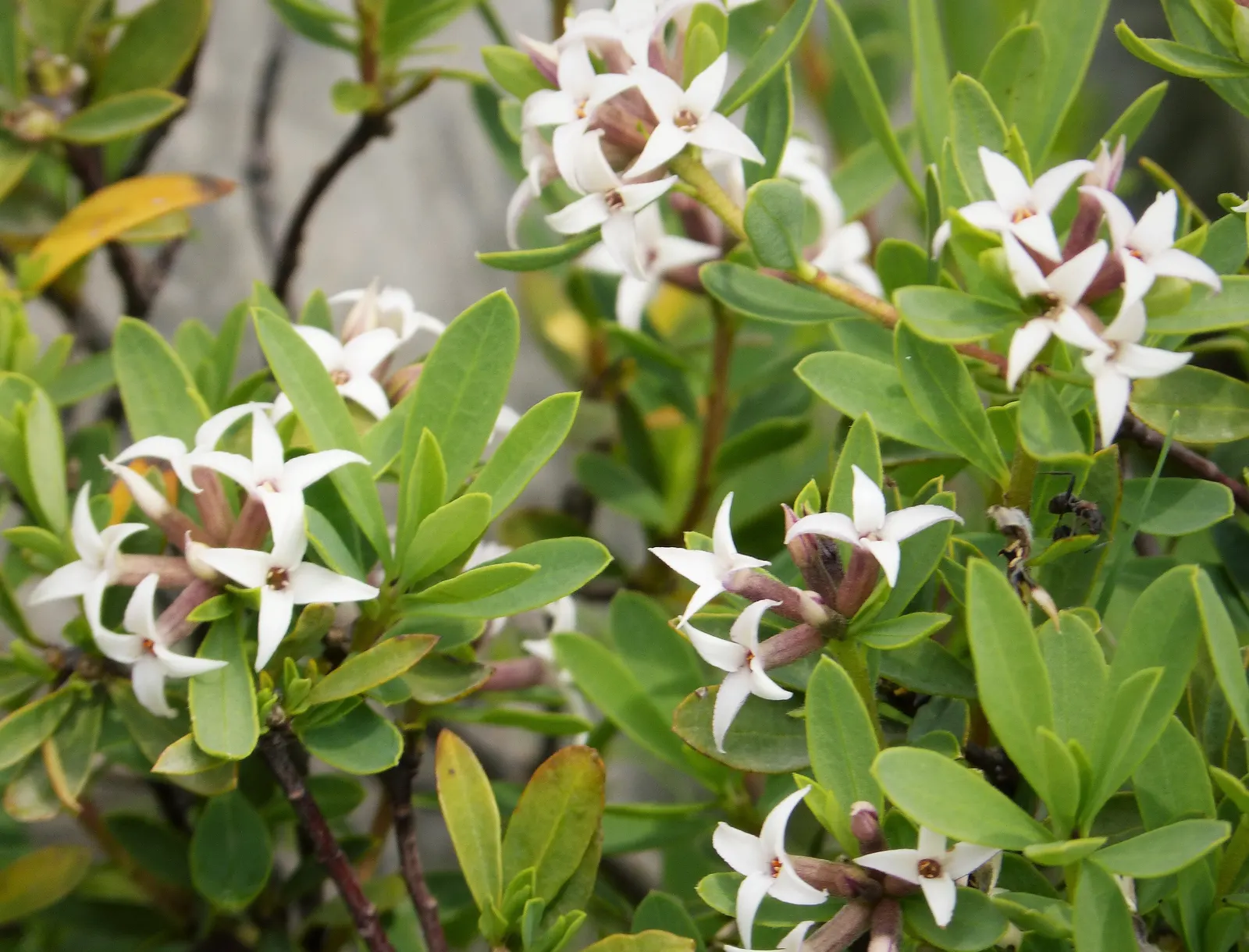 October Daphne (Sedum Sieboldii) — offering year-round interest with minimal maintenance