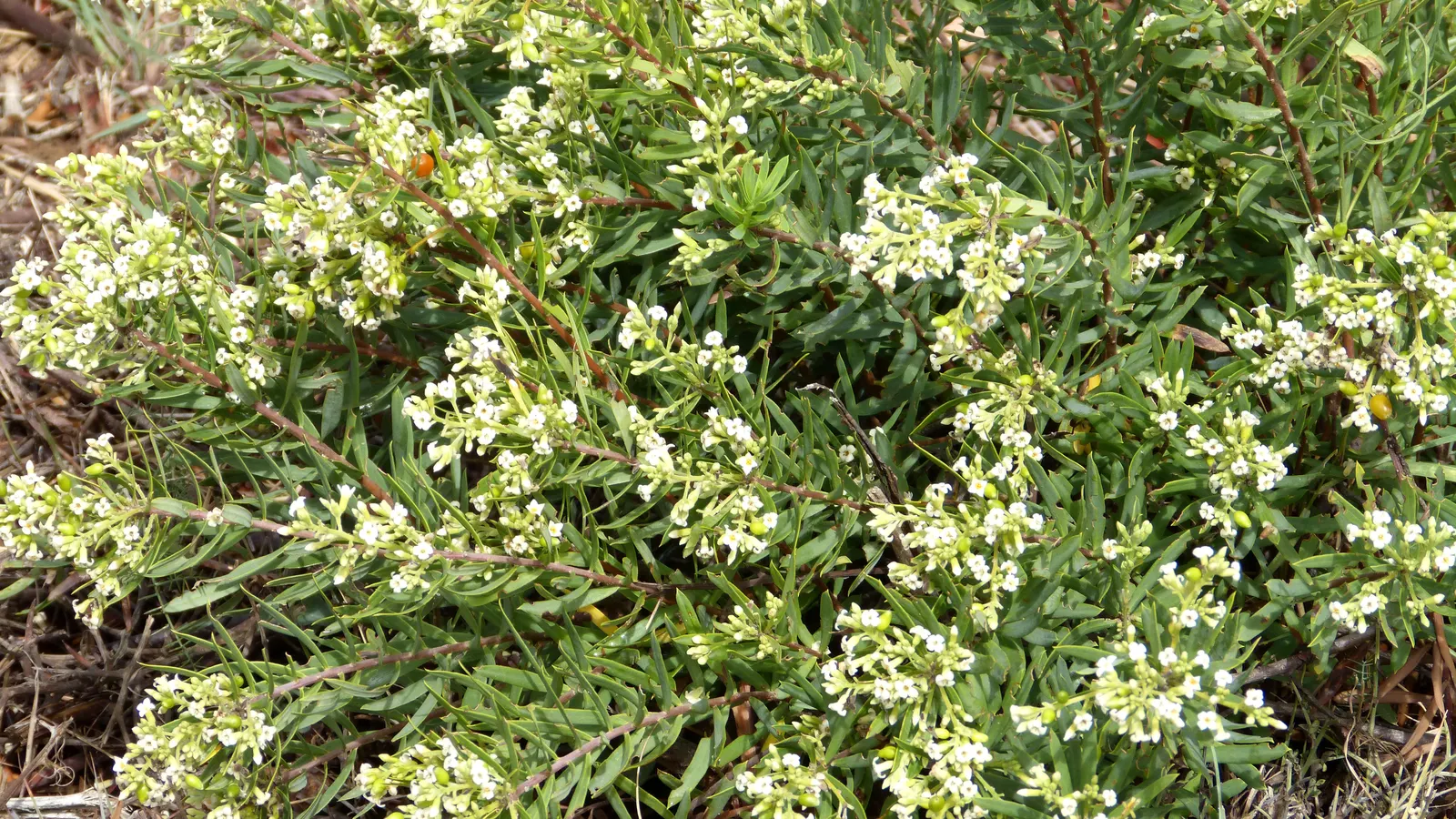 October Daphne (Sedum Sieboldii) — blue-green leaves that are neatly arranged in whorls around its trailing stems