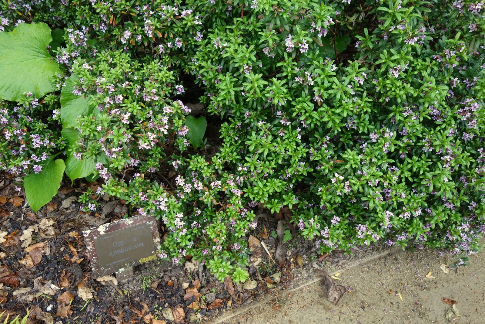October Daphne (Sedum Sieboldii) — making it an excellent choice for gardeners seeking easy-care options