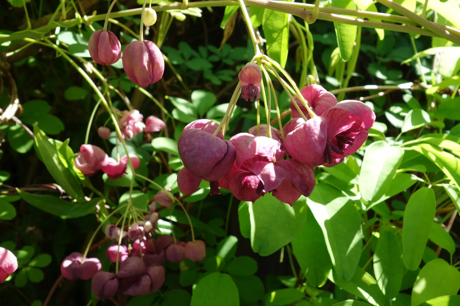 October Daphne (Sedum Sieboldii) — This low-growing perennial reaches about 6 to 8 inches tall and spreads up to 12 inches wide; this plant is characterized by