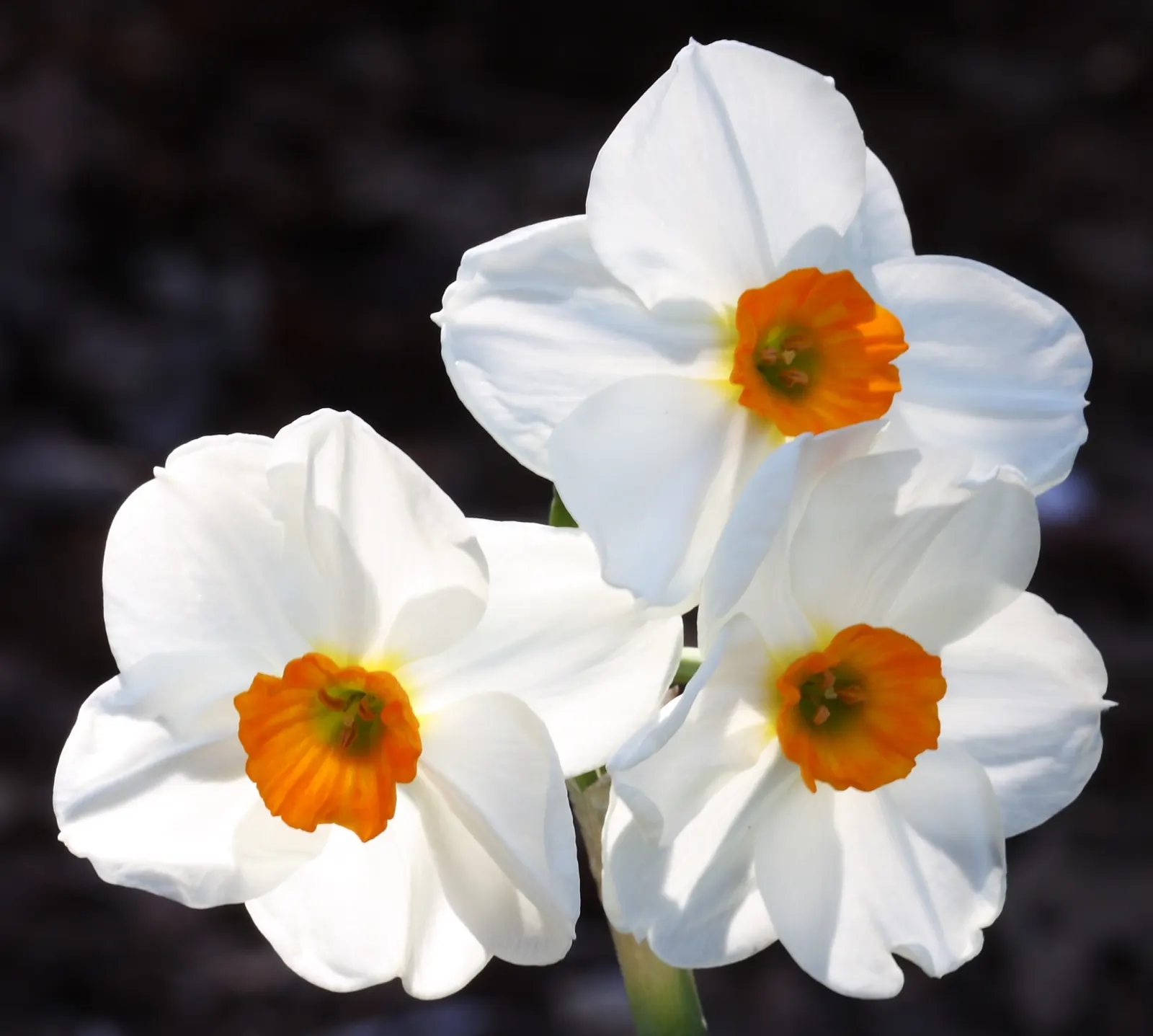 Tazetta (Strain) Narcissus (Narcissus Tazetta Hybrid) — This winter-hardy bulb thrives in USDA zones 5-9, flourishing in full to partial sun