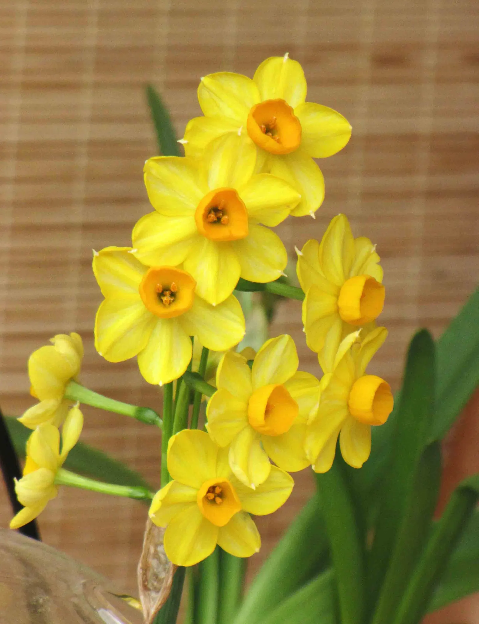 Tazetta (Strain) Narcissus (Narcissus Tazetta Hybrid) — boasts clusters of fragrant