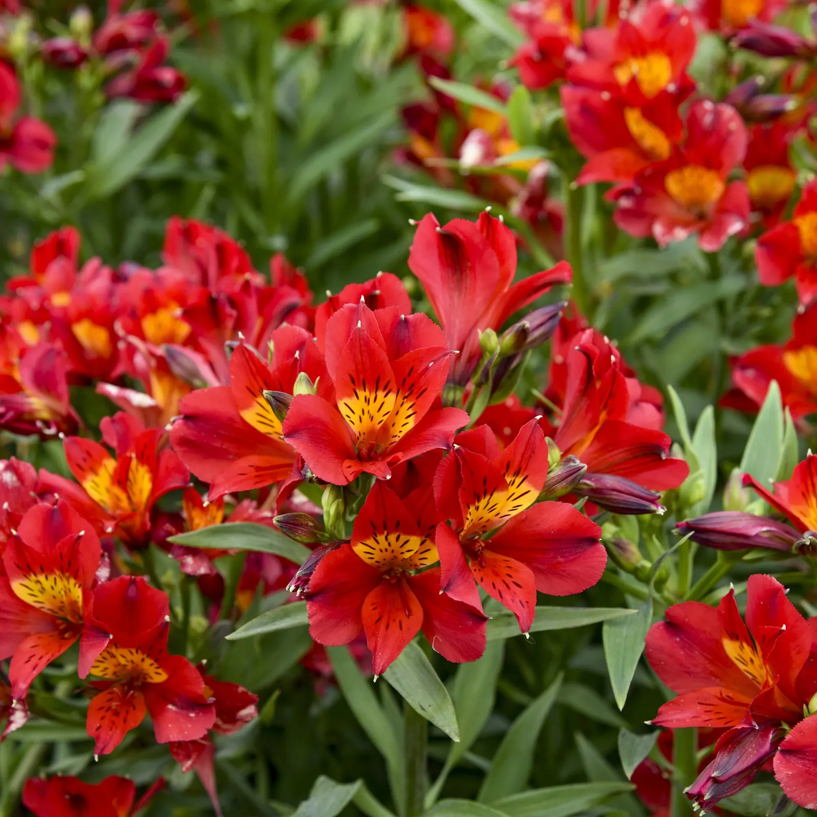 Summer Heat Peruvian Lily (Alstroemeria hybrid) — It grows 36-42 inches tall and spreads 30-36 inches wide, flowering from summer into fall