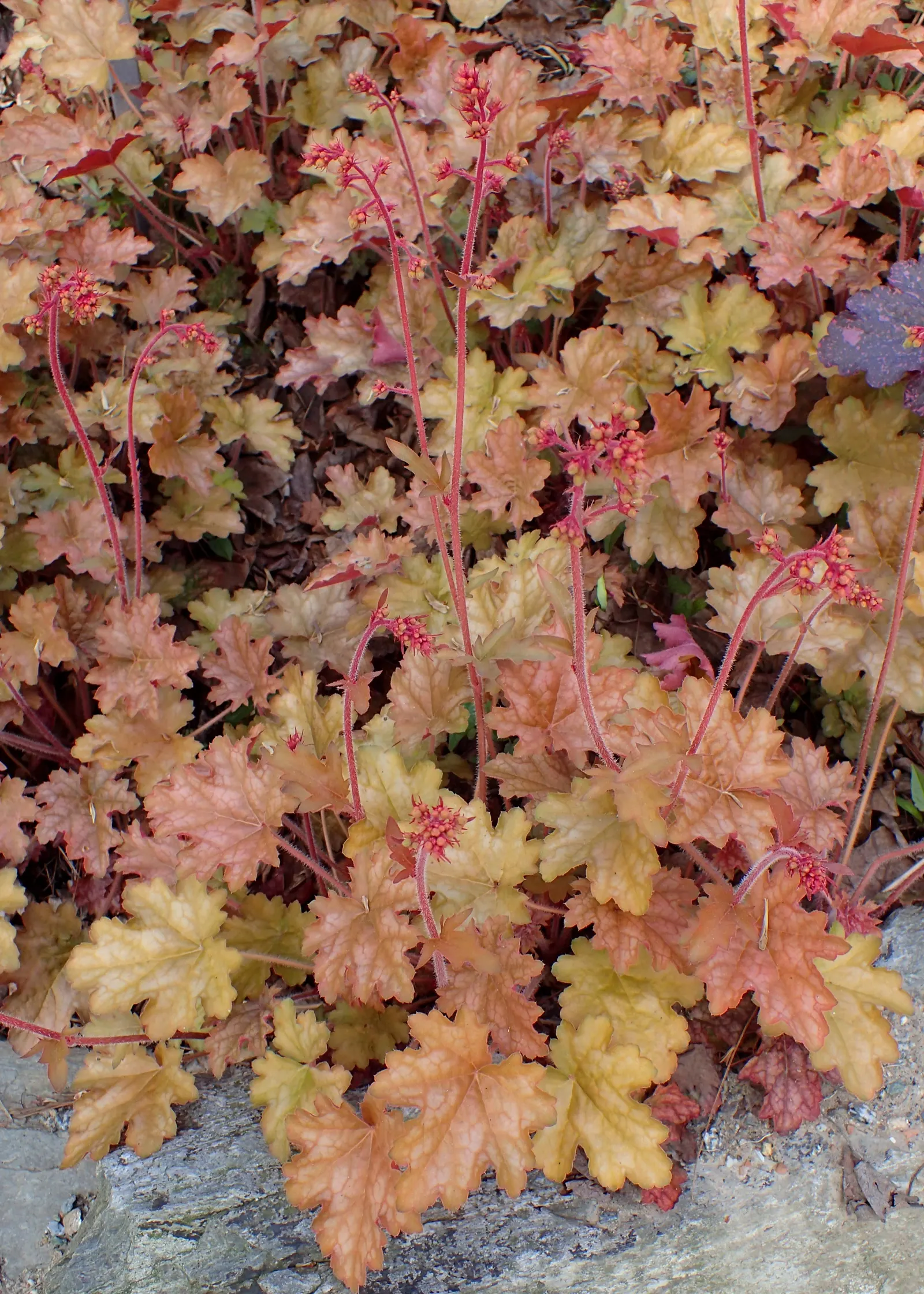Ginger Ale Coral Bells (Heuchera 'Ginger Ale') — and matures to a modest height of about 12 inches with a similar spread