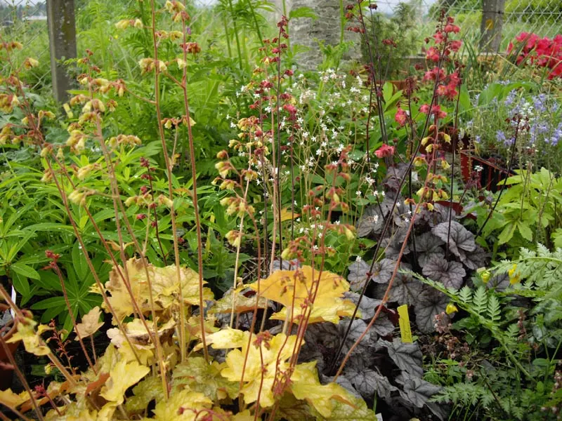 Ginger Ale Coral Bells (Heuchera 'Ginger Ale') — This perennial thrives in zones 4-9