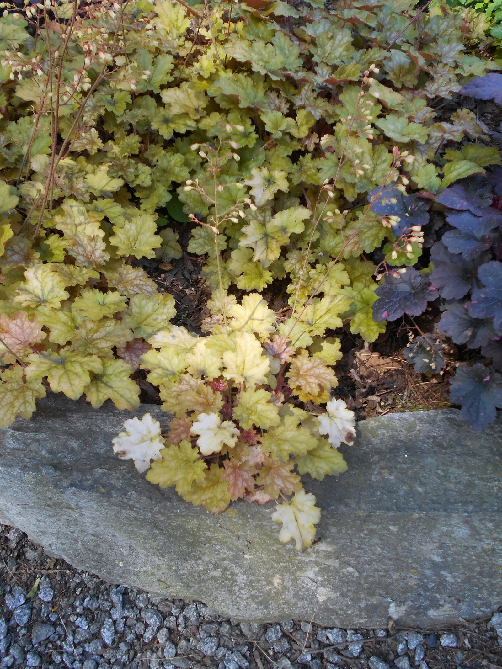 Ginger Ale Coral Bells (Heuchera 'Ginger Ale') — Heuchera 'Ginger Ale' is renowned for its dynamic foliage, featuring shades from warm amber to pale lime
