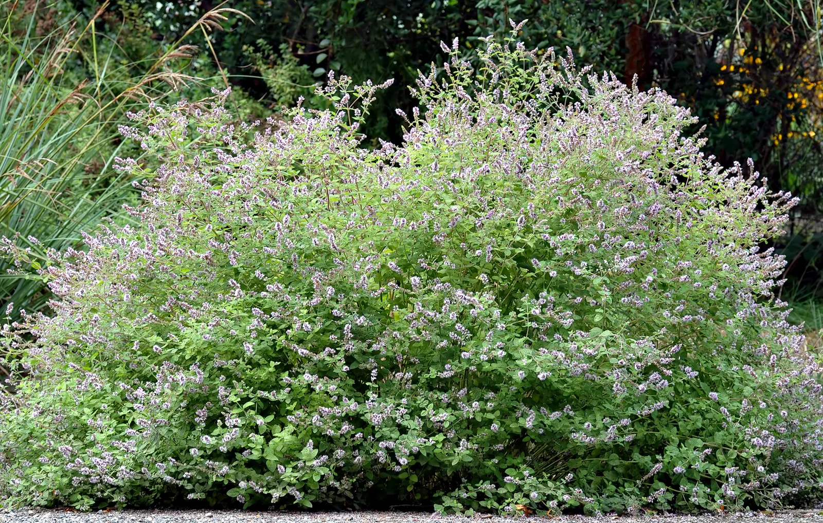 Mint The Best (Mentha Gattefossei) — Typically reaching 12-18 inches tall