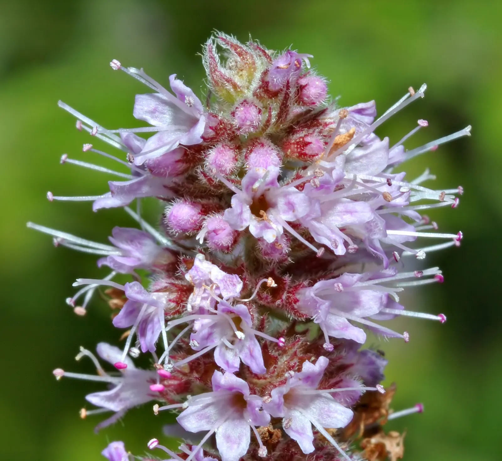 Mint The Best (Mentha Gattefossei) — Thriving in USDA zones 5-9, it prefers partial to full sun and moist, well-draining soil