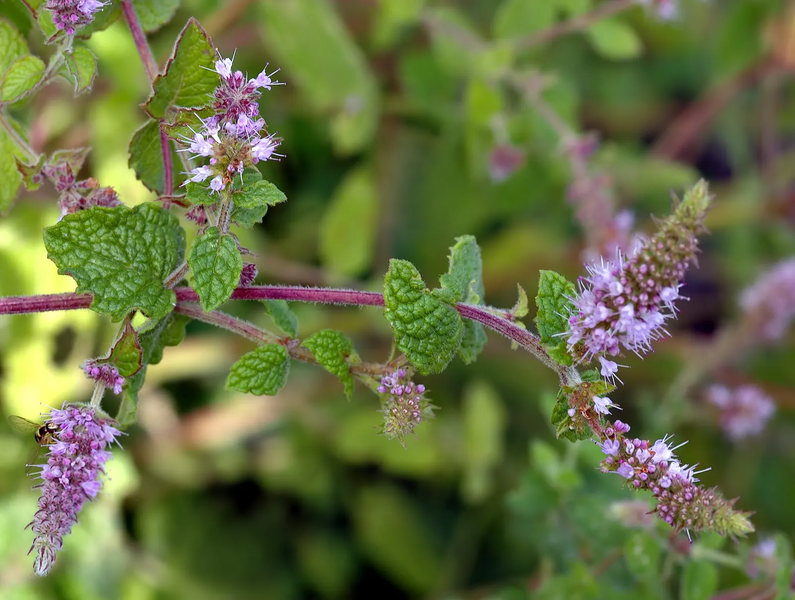 Mint The Best (Mentha Gattefossei) — Mint 'The Best' (Mentha gattefossei) is a refreshing, aromatic perennial with vibrant green foliage