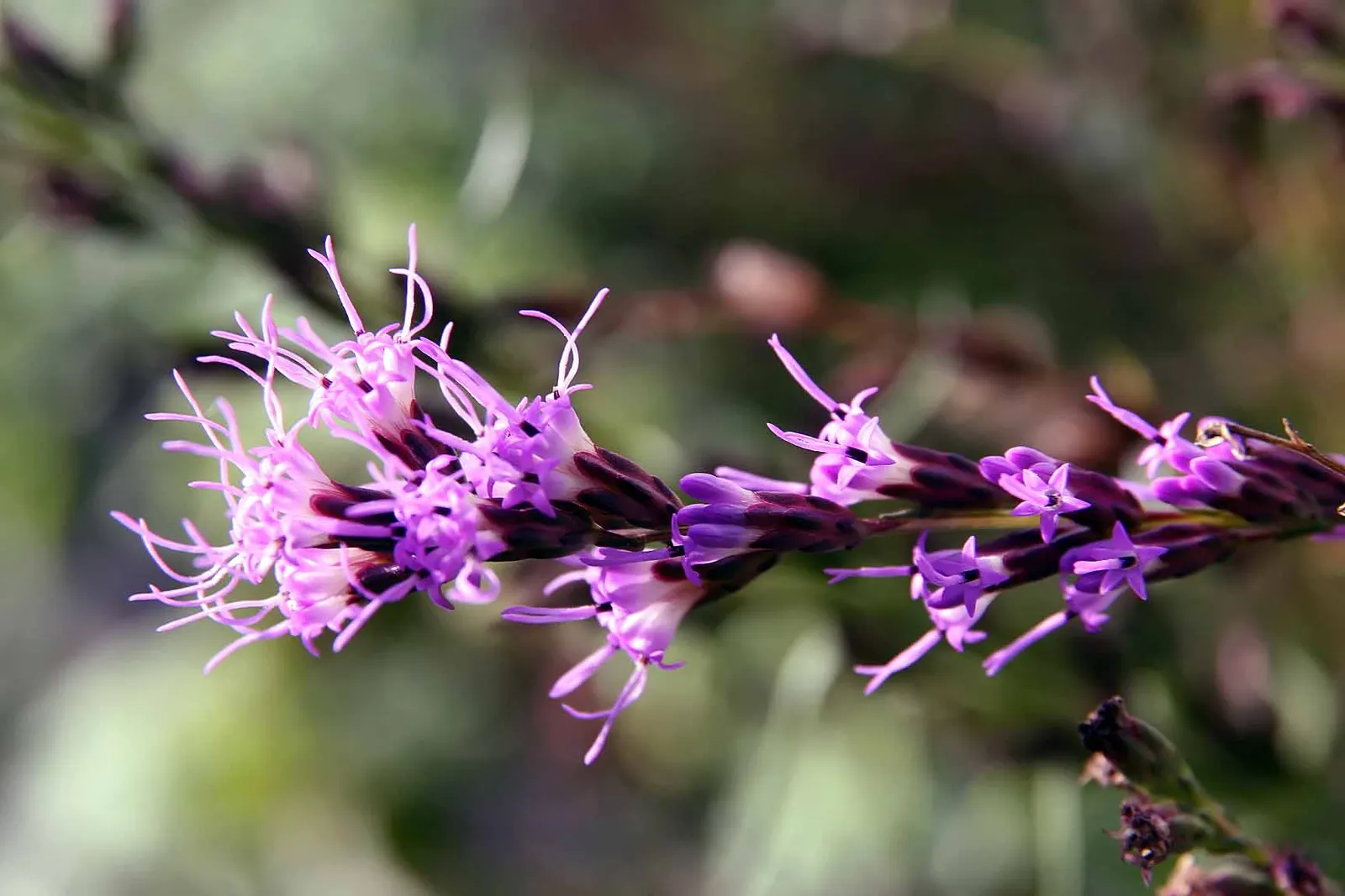 Dwarf Blazing Star (Liatris Microcephala) — forming neat clumps that are well suited to border fronts or as accents in rock gardens