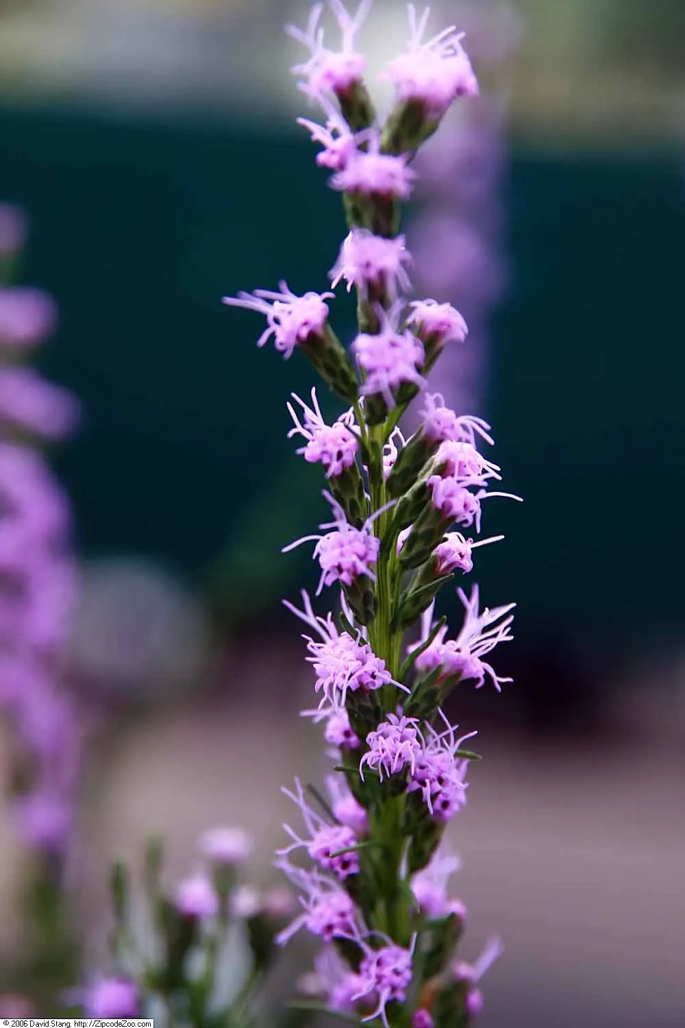 Dwarf Blazing Star (Liatris Microcephala) — This specimen typically reaches a modest height of 1 to 2 feet and spreads approximately 8 to 12 inches