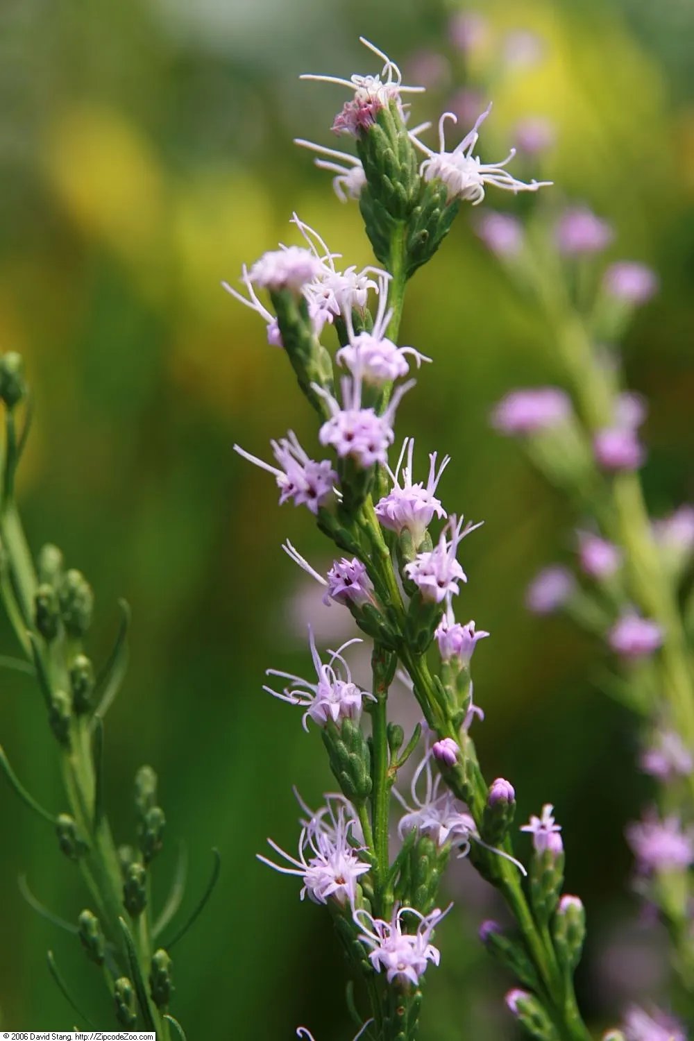 Dwarf Blazing Star (Liatris Microcephala) — Its grass-like foliage provides a textural backdrop for the striking