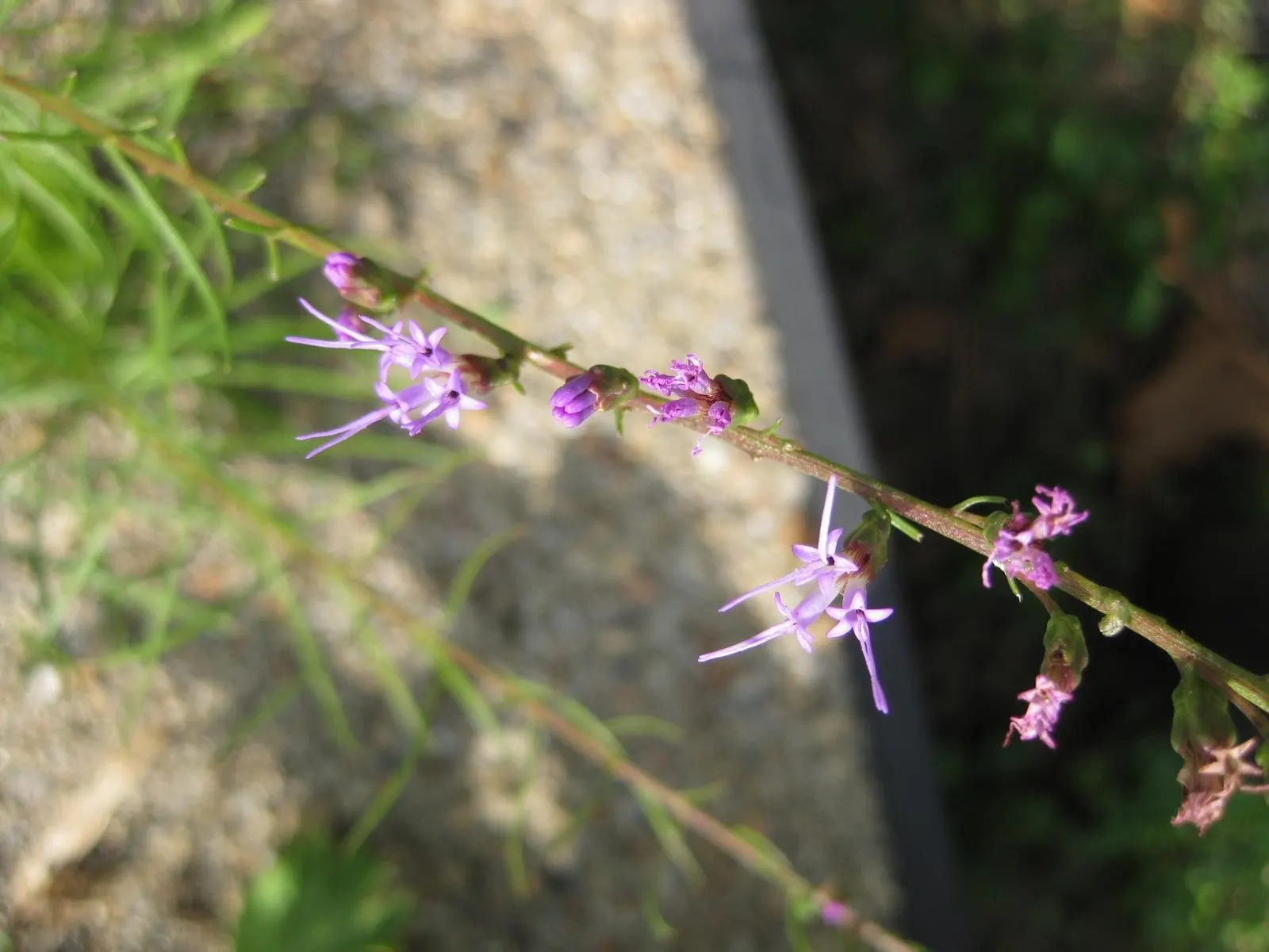 Dwarf Blazing Star (Liatris Microcephala) — Its low stature and drought tolerance make it perfect for rock gardens or borders