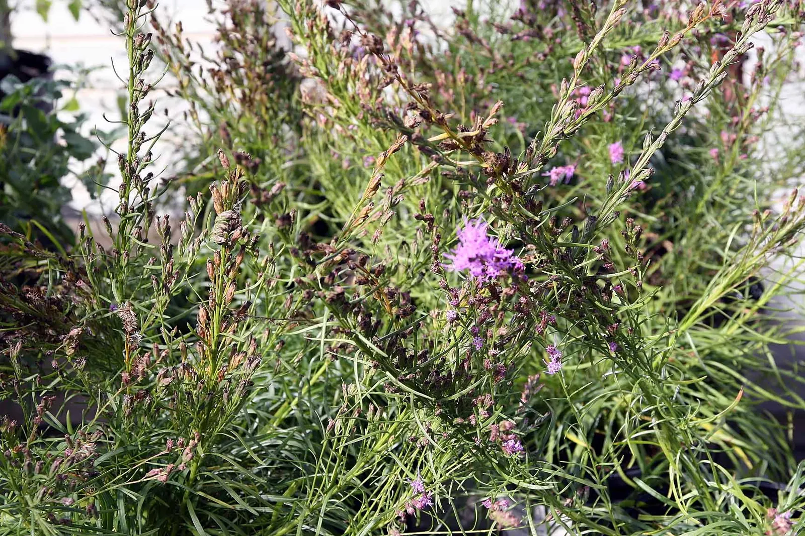 Dwarf Blazing Star (Liatris Microcephala) — shows remarkable drought tolerance