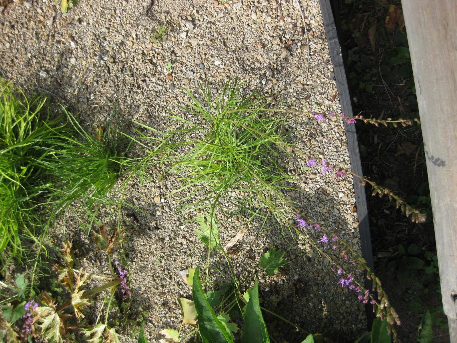 Dwarf Blazing Star (Liatris Microcephala) — Renowned for its dense spikes of purple flowers, it blooms late summer to fall, attracting pollinators