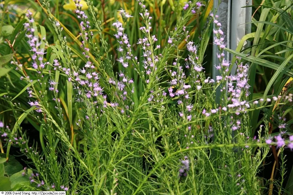 Dwarf Blazing Star (Liatris Microcephala) — Liatris microcephala thrives in USDA Hardiness Zones 5 through 9
