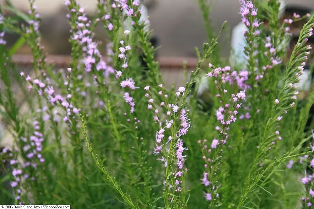 Dwarf Blazing Star (Liatris Microcephala) — Offer a bold texture and vertical interest with minimal care