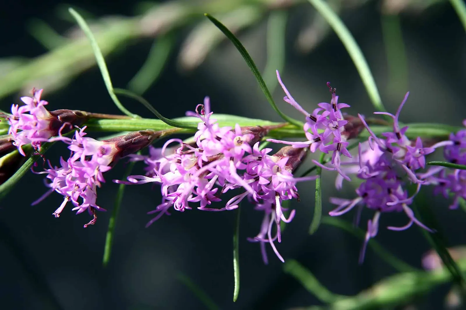 Dwarf Blazing Star (Liatris Microcephala) — making it suitable for xeriscaping