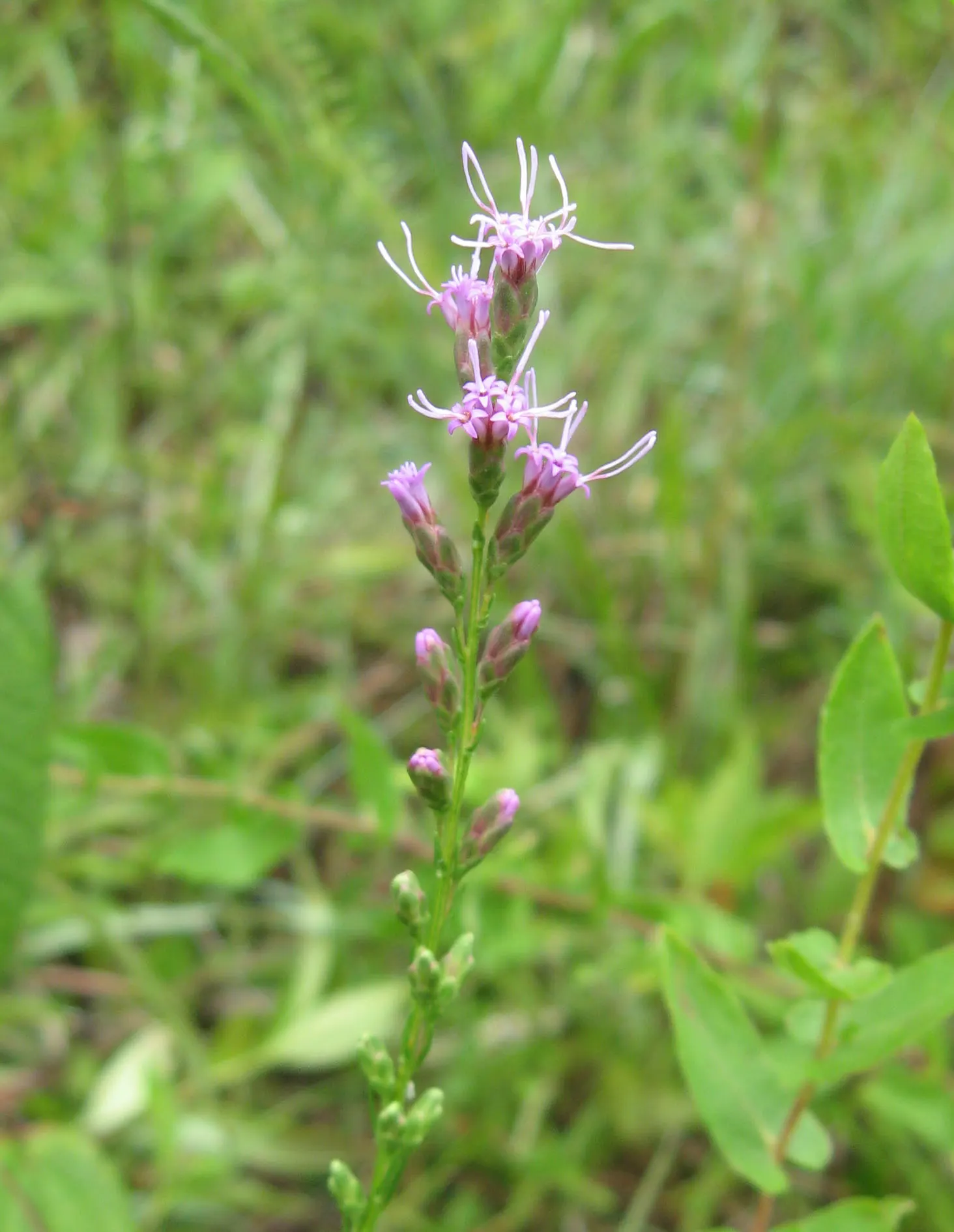 Dwarf Blazing Star (Liatris Microcephala) — The Dwarf Blazing Star (Liatris microcephala) is a compact perennial, growing 1-2 feet tall