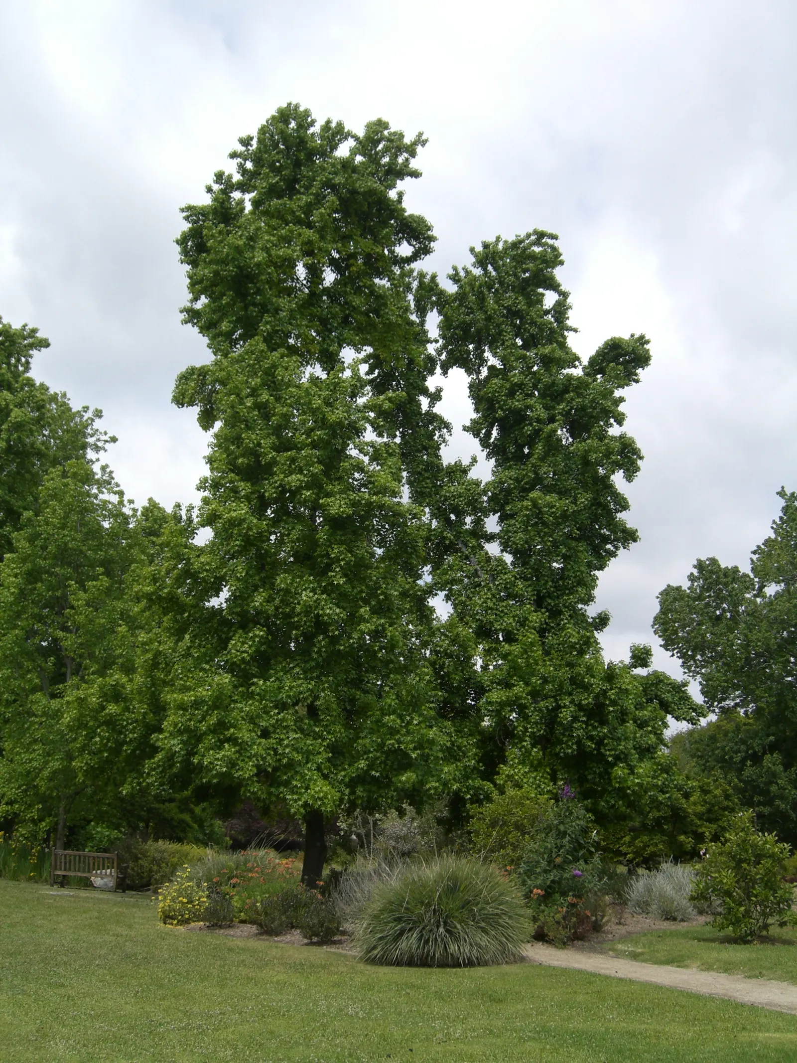 Festival Liquidambar (Liquidambar Styraciflua 'Festival') — a vibrant variety of the Sweetgum tree