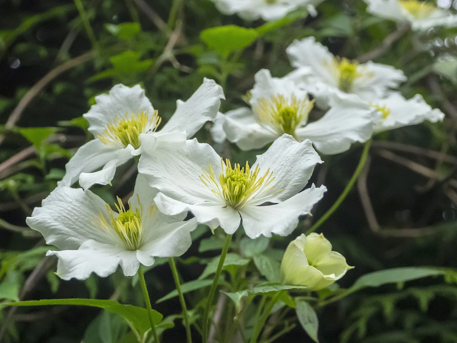 Anemone Clematis (Clematis Montana) — Desirable for its ornamental value in any landscape design