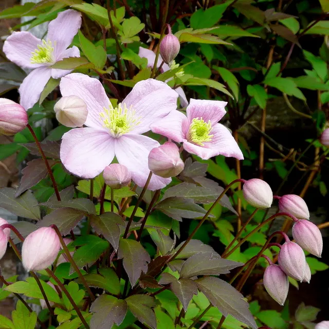 Anemone Clematis (Clematis Montana) — in late spring to early summer; vine for full or half, image 54