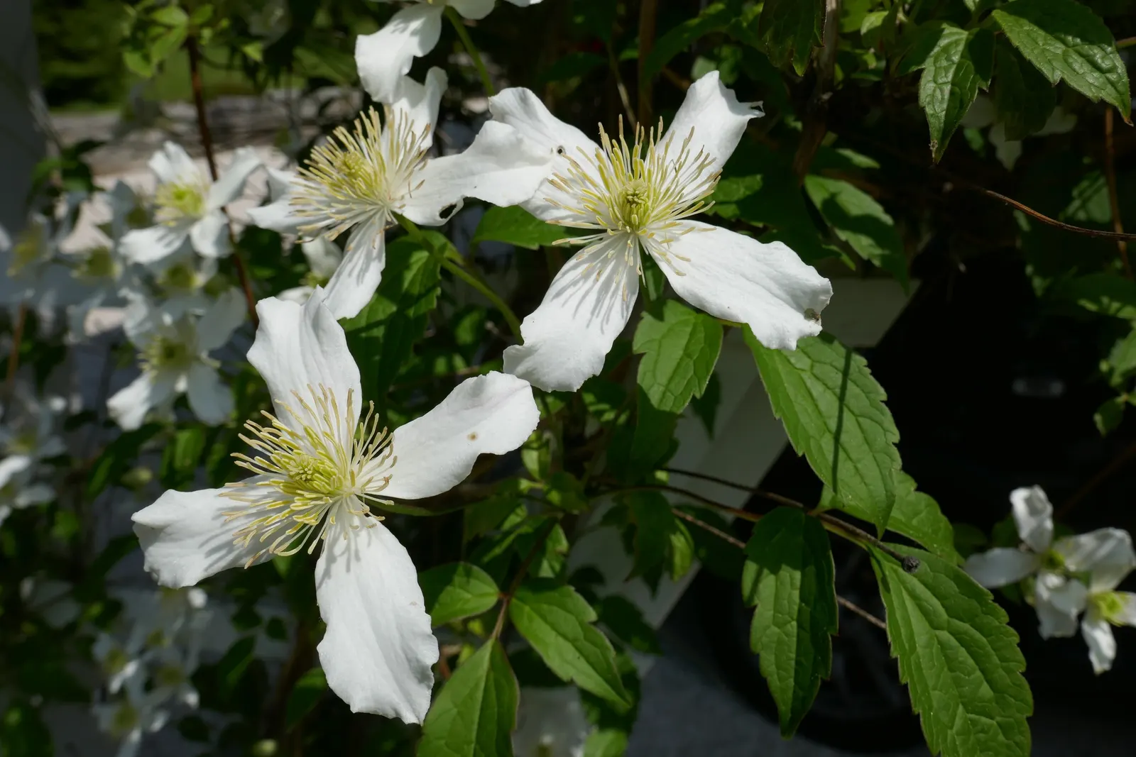 Anemone Clematis (Clematis Montana) — textured leaves.<br><br>When integrating Anemone Clematis into a garden setting; four-petaled flowers that span