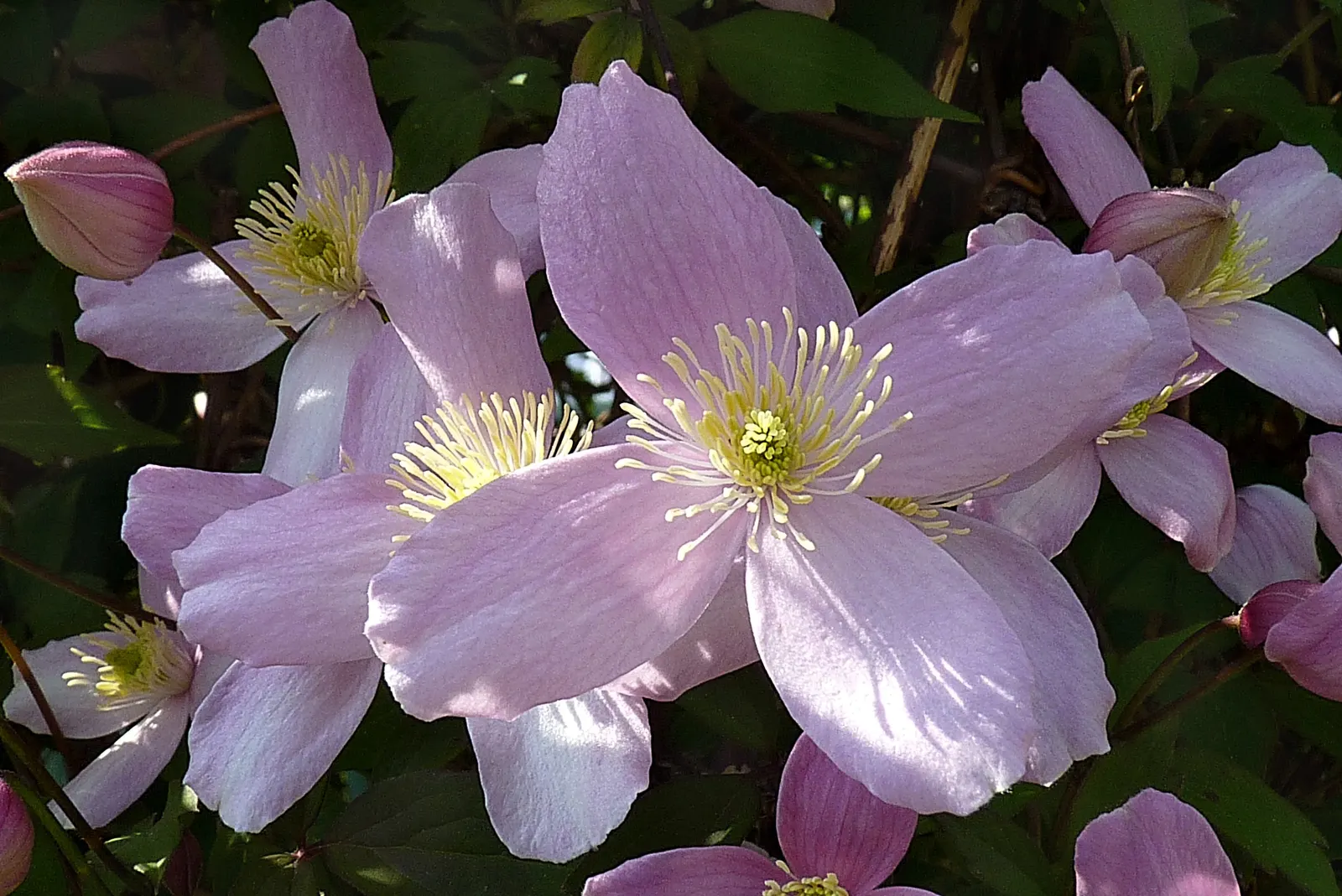 Anemone Clematis (Clematis Montana) — as this species is hardy in USDA zones 6 through 9