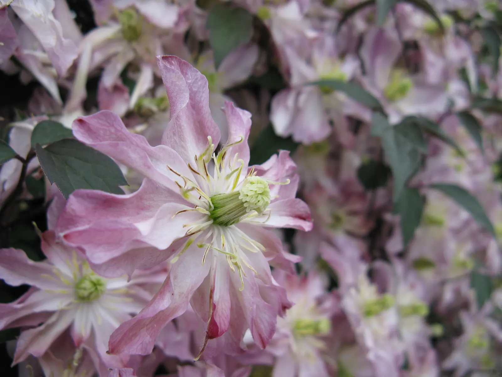 Anemone Clematis (Clematis Montana) — and fences.<br><br>In bloom