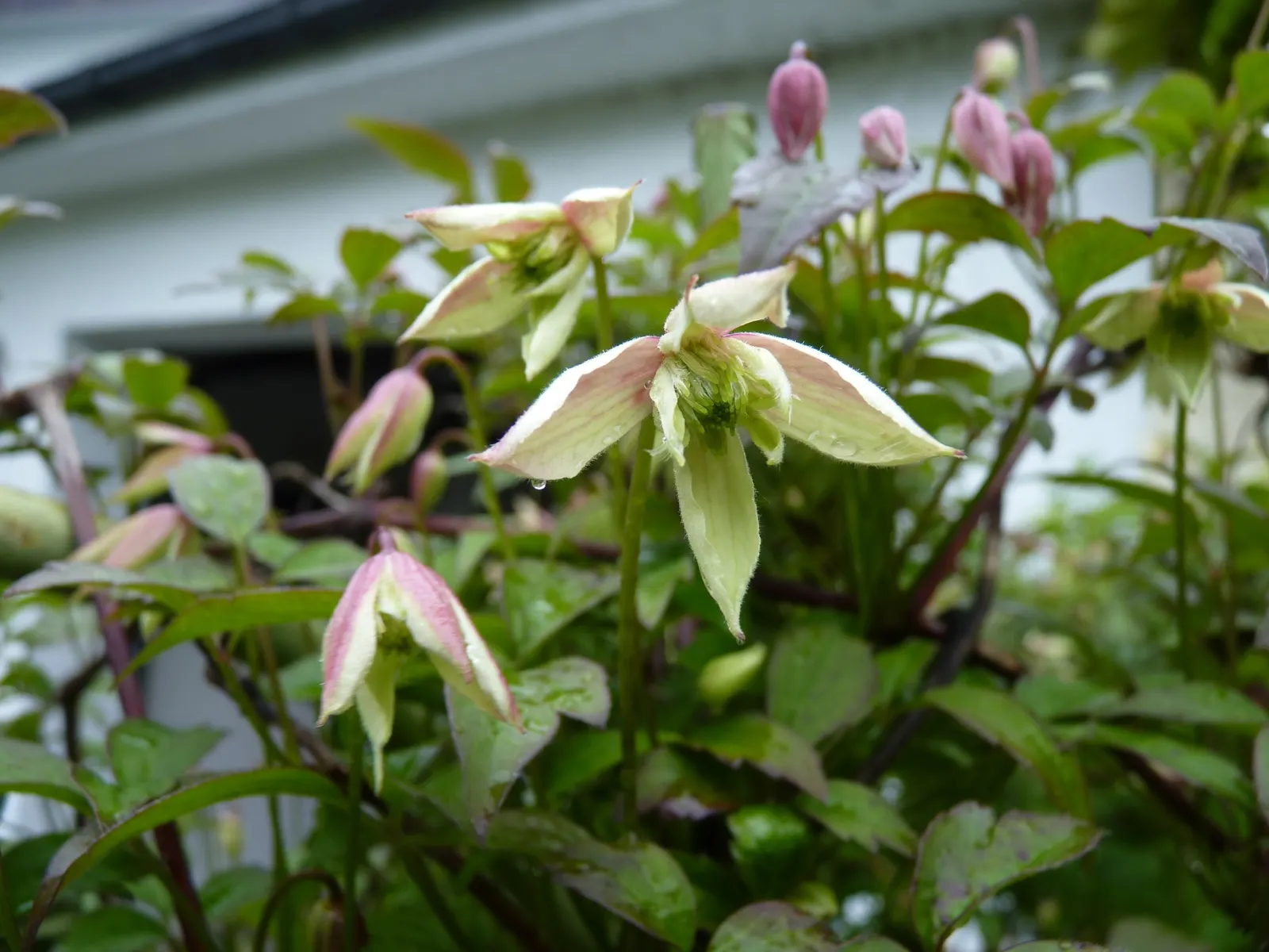 Anemone Clematis (Clematis Montana) — vine with multi-colored and pink and white blooms; this species produces a profusion of sweetly-scented