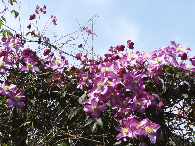 Anemone Clematis (Clematis Montana) — The Anemone Clematis (Clematis montana) is a vigorous climbing vine; in late spring to early summer, image 51